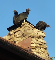 Black vultures